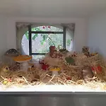 Maison De Caractere O Naturel Buzancy (Ardennes)